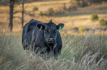 A young Angus or Baldy bull staring with some belligerence at the camera in a field in New South Wales in Australia.