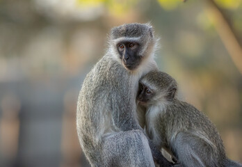 A Vervet monkey mother feeding her cute young offspring in the camp in a South African game reserve