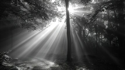 fog and sun ray in the forest, black and white style