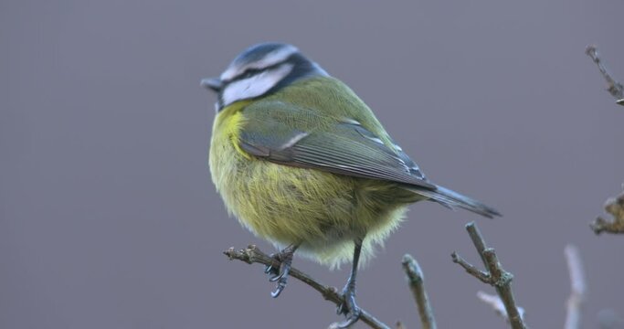 Cute Blue Tit bird on branch feathers blow in wind slow motion flying away close up