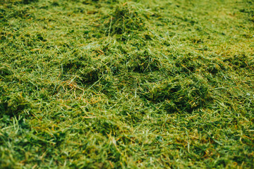 Photo of freshly cut grass. Gardening concept.