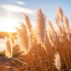 Fluffy golden pampas grass reeds