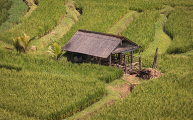 Fototapeta na wymiar house in the rice field, Bali, Indonesia.