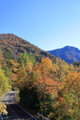 Naklejka premium 石鎚スカイライン 秋を彩る紅葉 （愛媛県）