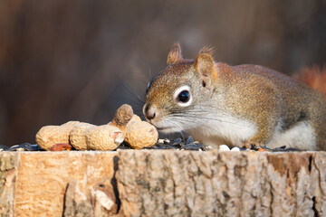 An American red squirrel moves in to take a peanut on a stump at Lynde Shores Conservation Area,...