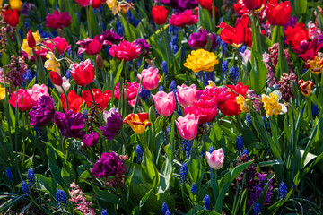Beautiful mixed tulips - red, pink, yellow, purple