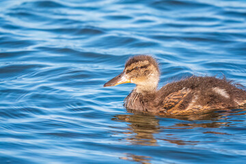 Cute little duckling swimming alone in a lake or river with calm water