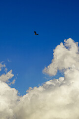 a bird flying above clouds in the blue sky