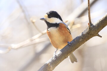 木に留まっている頭を横に向けたヤマガラ