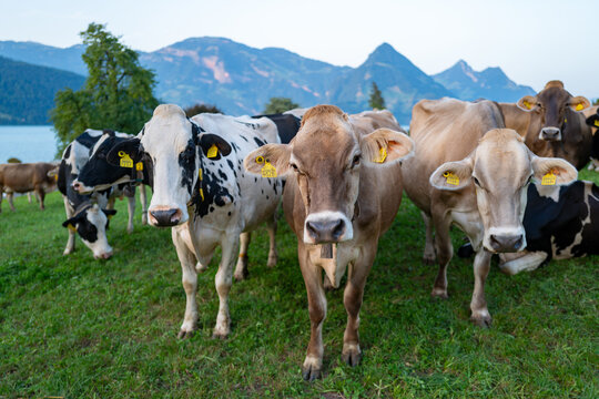 Cows are grazing on a meadow. Cattle cow pasture in a green field. Dairy cattle at pasture on hill in rural. Cattle Breed pasture on grass field. Brangus Cattle in natural pasture. Herd of cows.