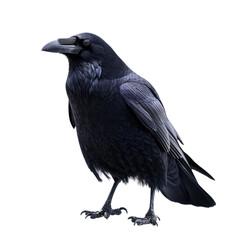 Naklejka premium The black raven stood alone. Strong but lonely. It is a symbol of change. isolate on white .png