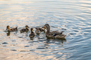 A family of ducks, a duck and its little ducklings are swimming in the water. The duck takes care of its newborn ducklings. Mallard, lat. Anas platyrhynchos