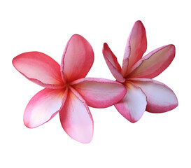 Plumeria or Frangipani or Temple tree flower. Close up pink-red frangipani flowers bouquet isolated on transparent background.