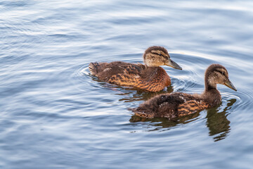 Cute little duckling swimming alone in a lake or river with calm water