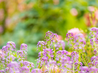Obraz premium Verbena bonariensis flowers, Argentinian Vervain or Purpletop Vervain, Clustertop Vervain, Tall Verbena, Pretty Verbena, in garden