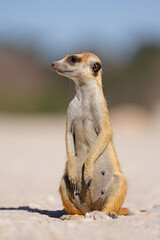 An alert meerkat (Suricata suricatta) sitting upright, Kalahari desert, South Africa.