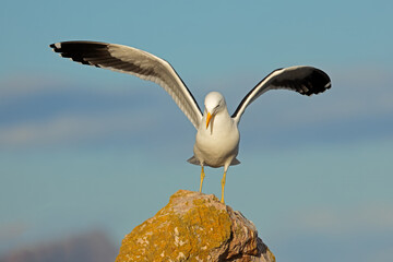 A kelp gull (Larus dominicanus) landing on a coastal rock, South Africa .