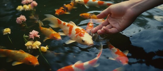 close up of hand feeding fish in koi pond - obrazy, fototapety, plakaty