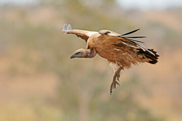 A white-backed vulture (Gyps africanus) landing, Kruger National Park, South Africa.