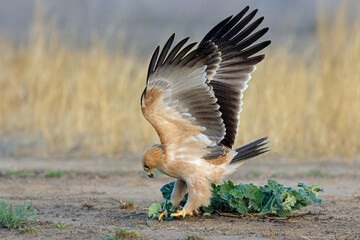 A tawny eagle (Aquila rapax) hunting on the ground with open wings, South Africa.