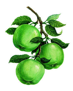 Green apples on a branch. Set of watercolor illustrations for labels, menus, or packaging design.