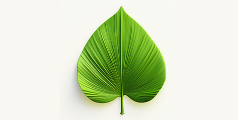 Tropical palm leaf isolated on white background. 3d render, green leaf isolated on white background