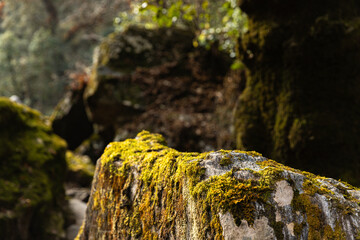 Beautiful Green moss grown up cover the rough stones and on the floor in the forest.Rocks full of the moss texture in nature for wallpaper. © kamonrat