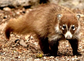Young Coati Foraging Forest Floor