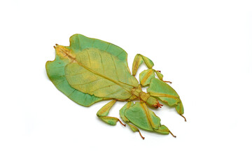 Obraz premium Green leaf insect isolated on white background. Leaf insect (Phyllium bioculatum) or Walking leaves, Rare and protected