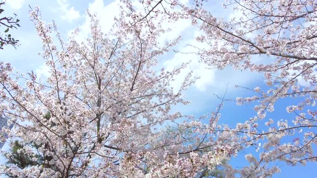 満開の桜の花びらと青空を移動撮影  4K  桜並木道を見上げて歩くPOVショット  2022年4月1日
広島県 縮景園