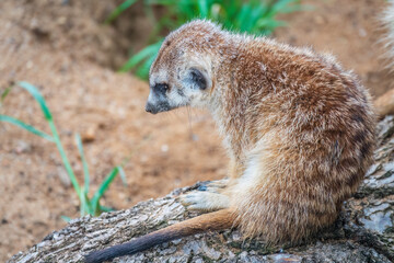 Fototapeta premium Meerkat, Suricata suricatta, on hind legs. Portrait of meerkat standing on hind legs with alert expression. Portrait of a funny meerkat sitting on its hind legs.
