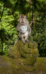 Obraz premium A curious monkey perches on a solitary rock, surrounded by the lush greenery of the wild, contemplating the freedom and simplicity of its outdoor habitat