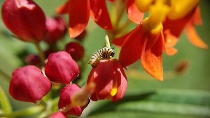 tiny newly hatched monarch caterpillar crawling on milkweed flower buds