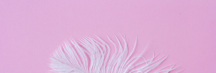 White fluffy ostrich feather close up on pastel pink background with copy space for text, bird feather texture banner