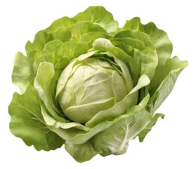Lettuce illustration for cooking