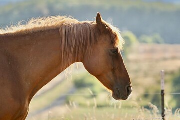 Chestnut mare with unhappy expression in Carlton Oregon
