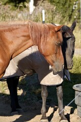 Chestnut and black horse nuzzling each other, black beauty horses