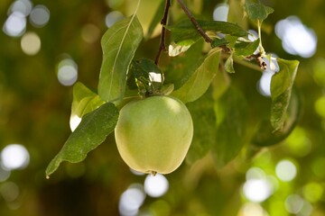 Spring apple harvest in Carlton Oregon orchard