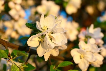 Apple Blossoms in Carlton Oregon Wine Country