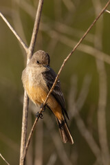 Close-up of birds with clean and soft background
