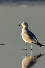 Close-up of birds with clean and soft background