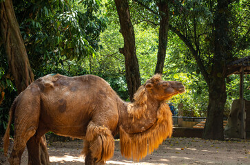 camel in the zoo