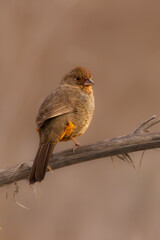 Close-up of birds with clean and soft background