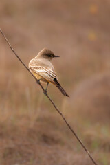 Close-up of birds with clean and soft background