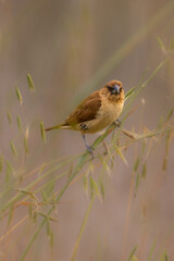 Close-up of birds with clean and soft background