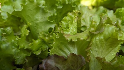 fresh lettuce green leaves