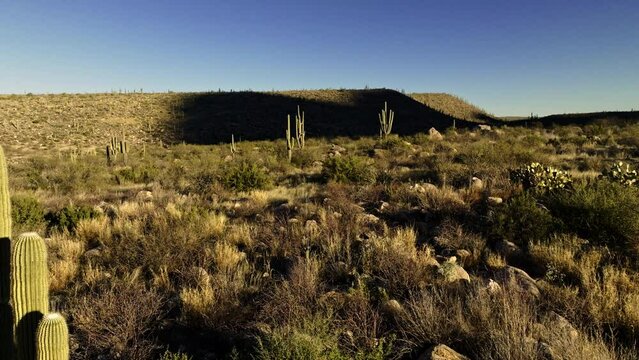 Drone footage slowly creeping toward cacti