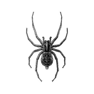 Hobo Spider hand drawing vector isolated on background.