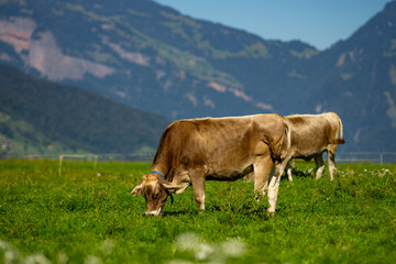 Fototapeta na wymiar Cows are grazing on a summer day on a meadow in Switzerland. Cows grazing on farmland. Cattle pasture in a green field. Cows in a field on a eco Cattle farm. Organic milk from grass field cow. Swiss
