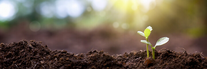 Close up of young plant growing on fertile soil with green blurred background